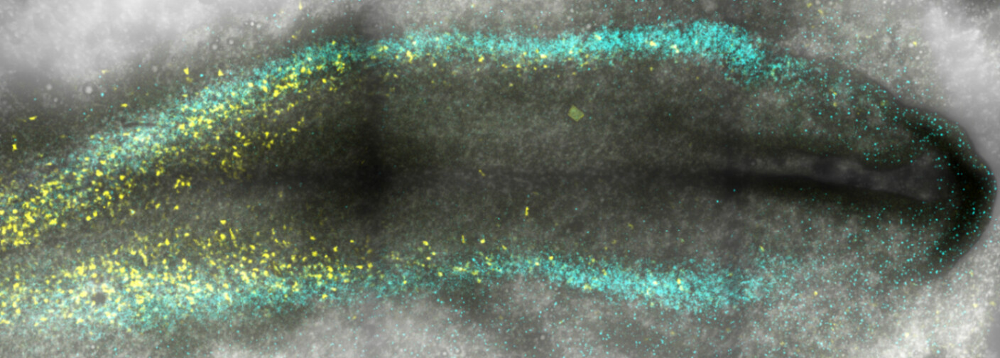 Pax7 immunostaining at HH7, maximum intensity projection (stitched confocal)